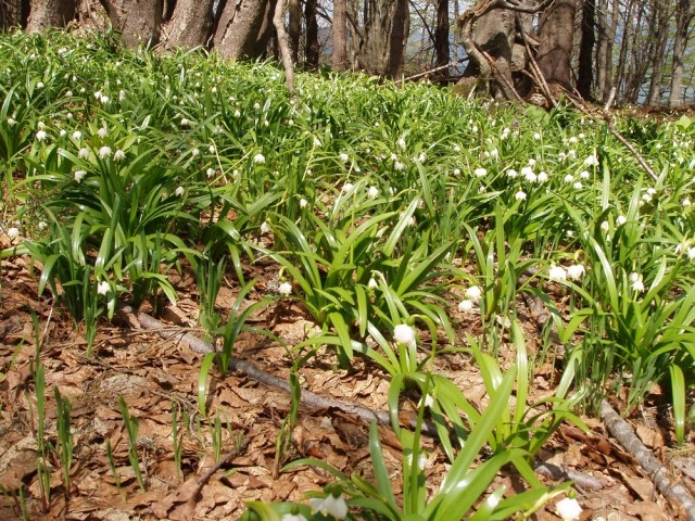 20090510 Ljubelj,Zelenica-koča na Ljubelju,Ve - foto