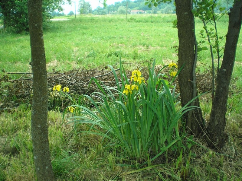 20090524 Vrbova pot - foto povečava