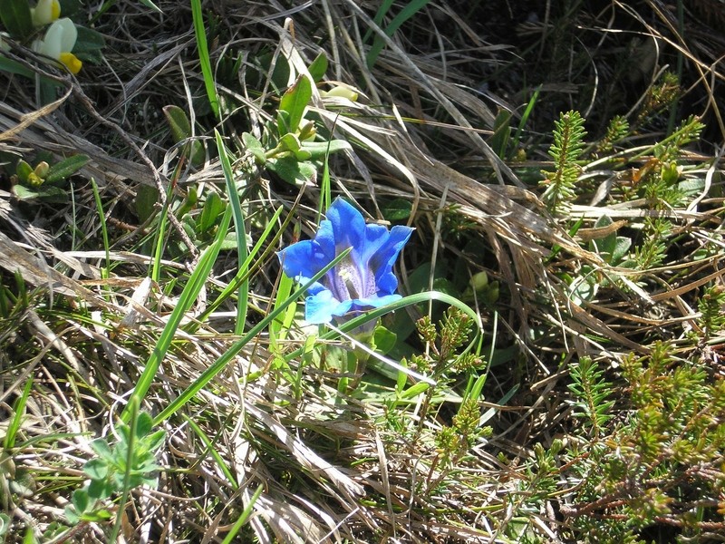 20090526 Golica - foto povečava