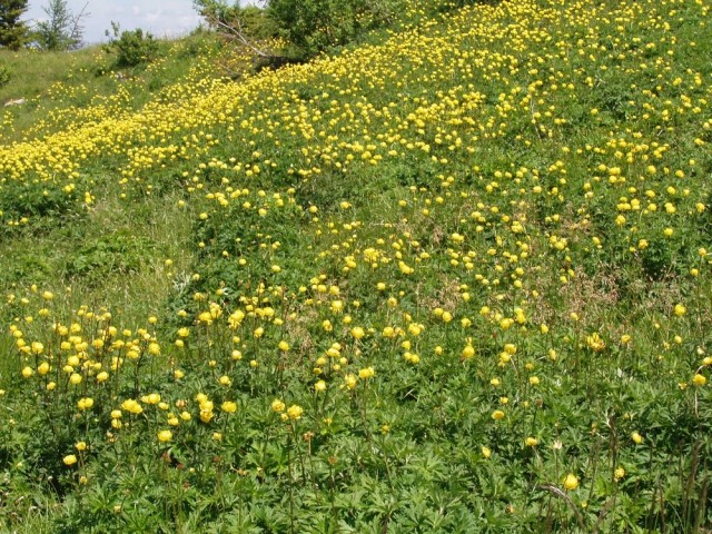 20090618 Smrekovec Sleme Križan Uršlja gora   - foto