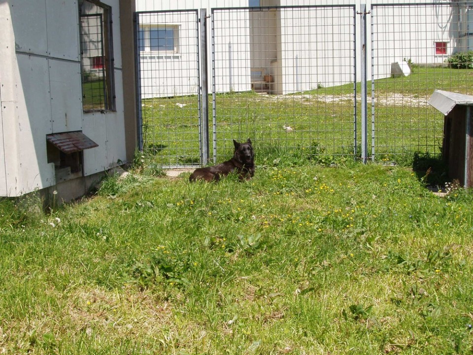 20090618 Smrekovec Sleme Križan Uršlja gora   - foto povečava