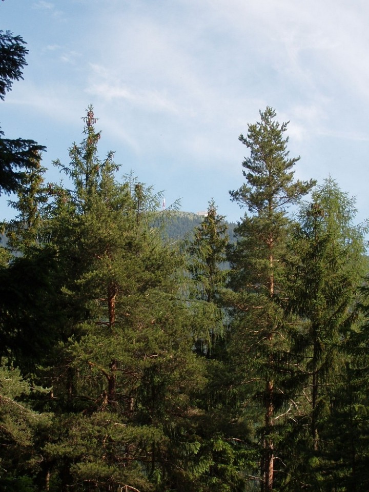 20090618 Smrekovec Sleme Križan Uršlja gora   - foto povečava