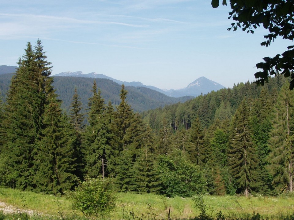 20090618 Smrekovec Sleme Križan Uršlja gora   - foto povečava