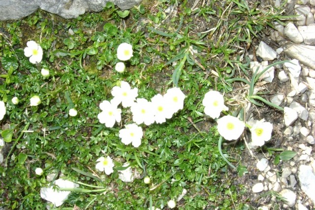 20090704 Vršič Sleme Tamar vmes M.Mojstrovka  - foto