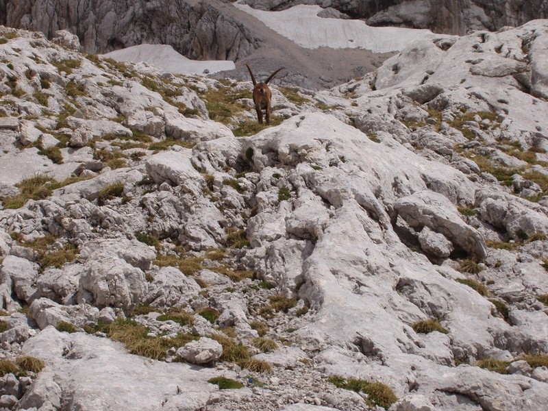 20090711 Kamn.Bistr. Cojzova Mlinarsko s. Gri - foto povečava