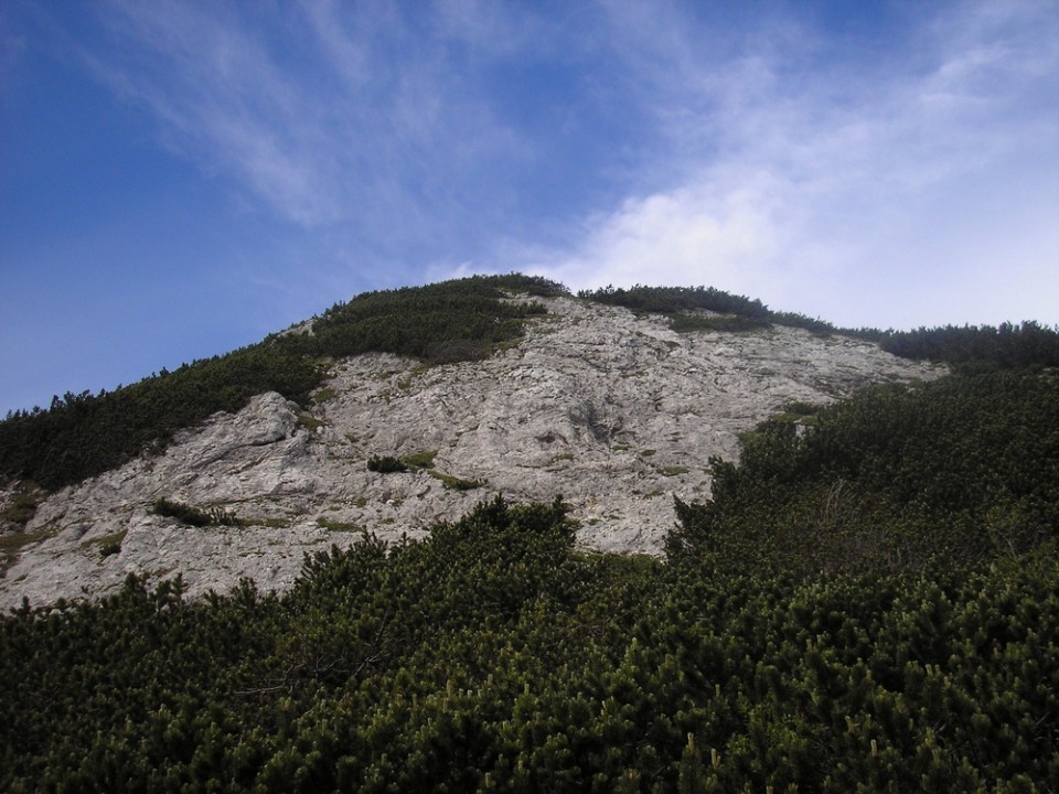 20090712 Podvežak Molička Korošica brezpotje  - foto povečava