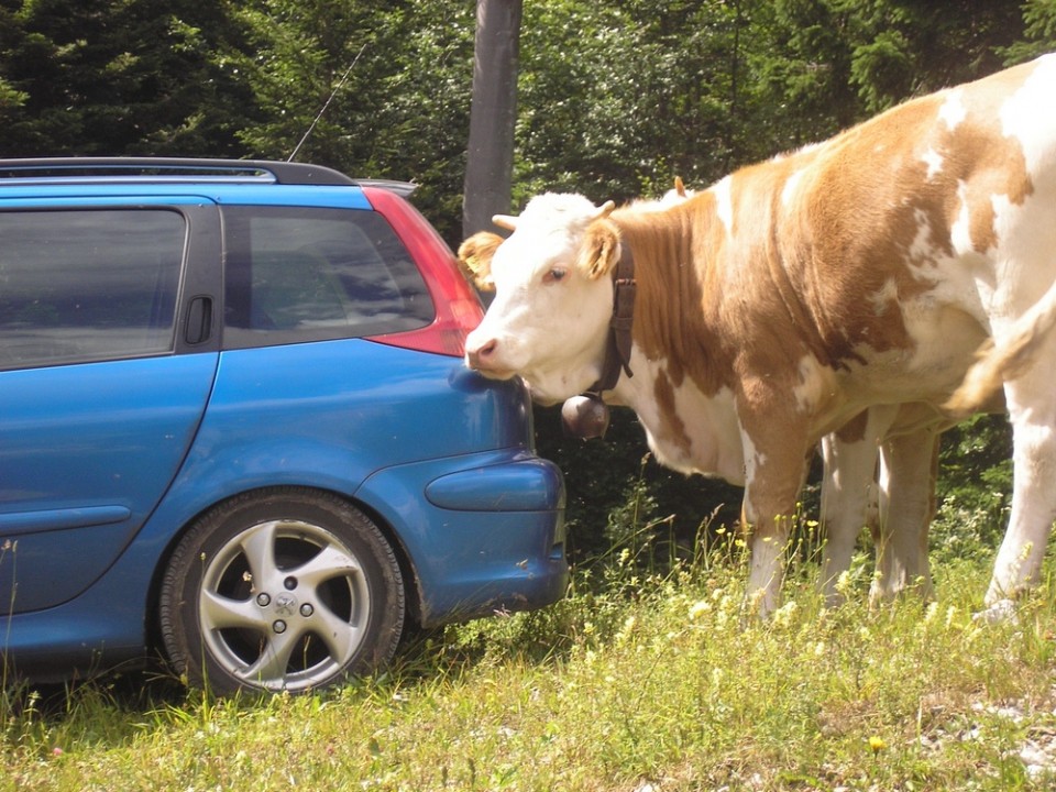 20090712 Podvežak Molička Korošica brezpotje  - foto povečava