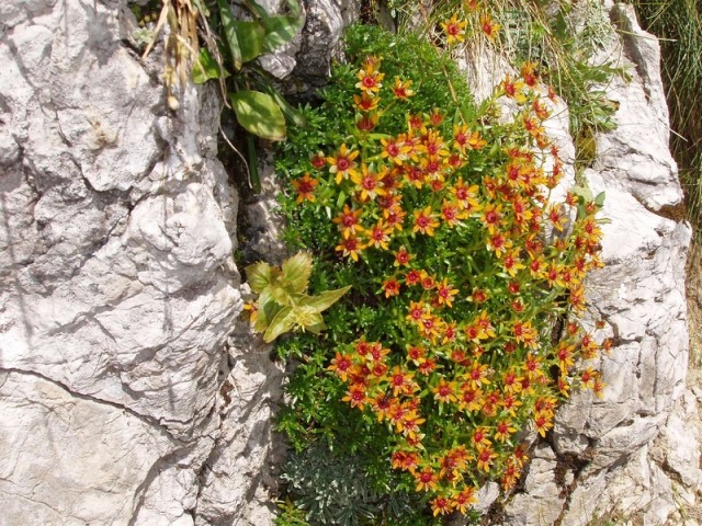 20090815 Tamar Kotovo sedlo Jalovec Špička iz - foto