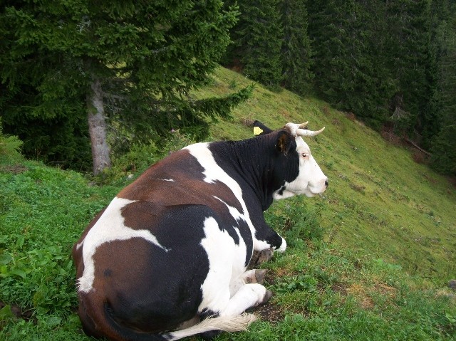 20090829 Dovška Baba in Vrata Bivak Luknja - foto