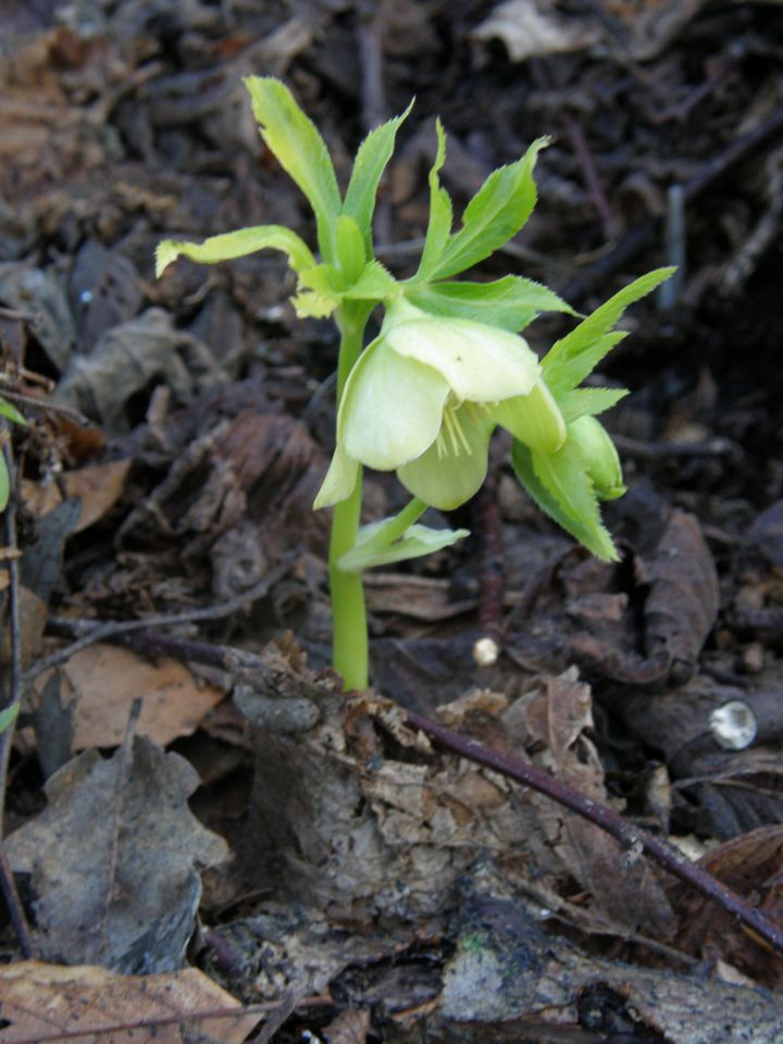 20100328 vremščica socerb trstelj sinji.. - foto povečava