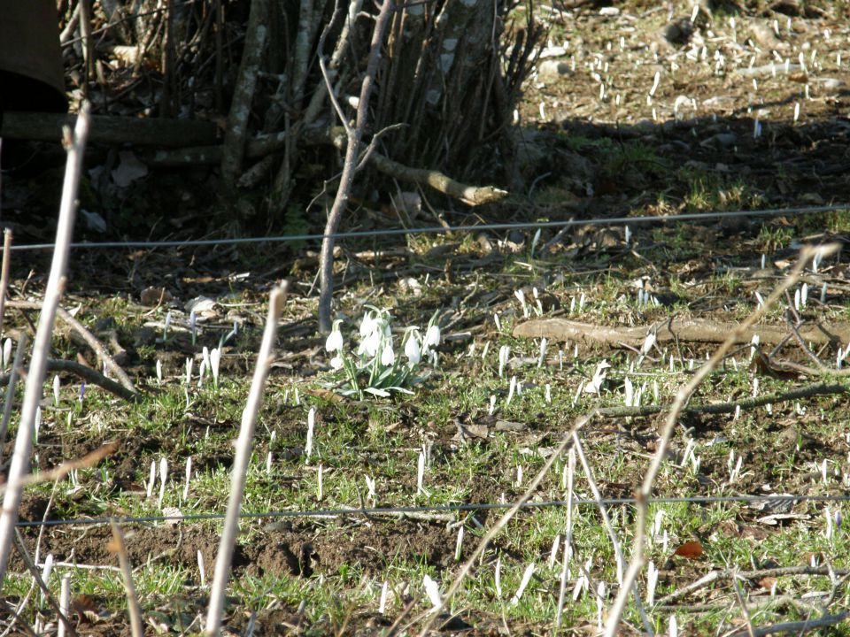 20100328 vremščica socerb trstelj sinji.. - foto povečava