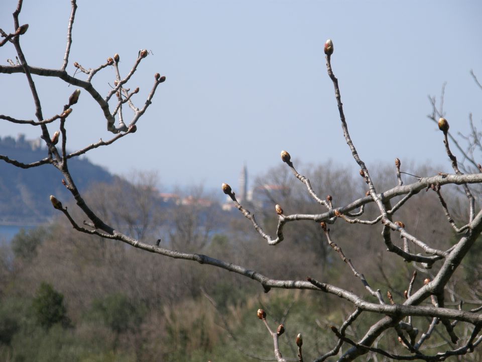 20100328 vremščica socerb trstelj sinji.. - foto povečava