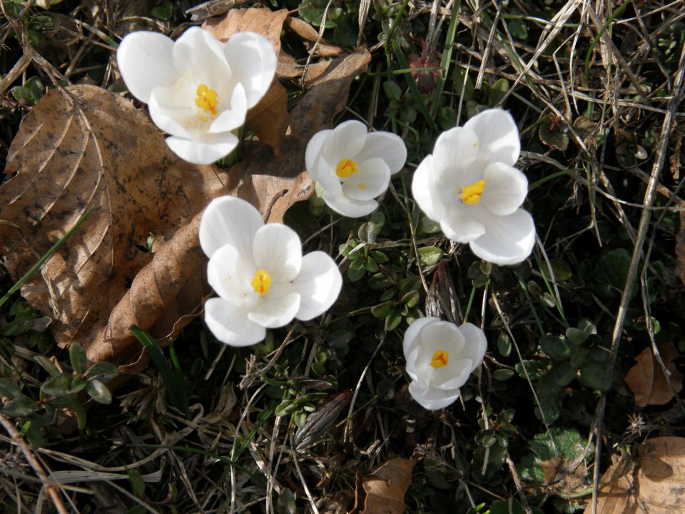 20100328 vremščica socerb trstelj sinji.. - foto povečava