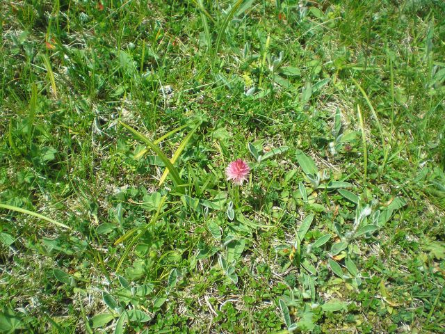 20100613 vel.planina oš beltinci - foto