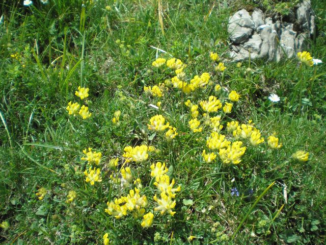 20100613 vel.planina oš beltinci - foto