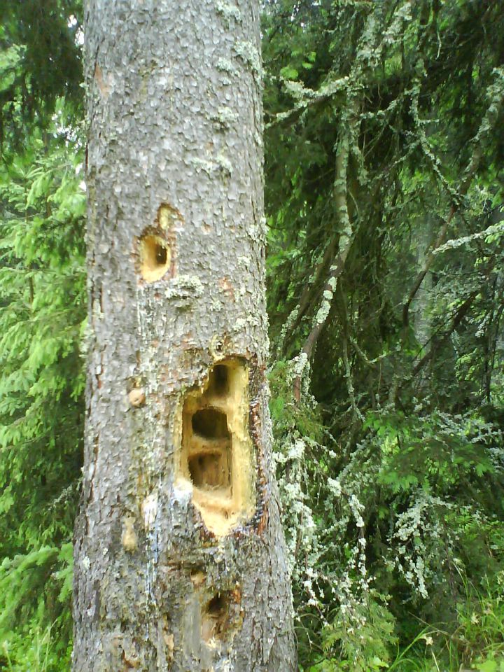 20100620 Košenjak,paški,poštar,Kremžar,žavcer - foto povečava