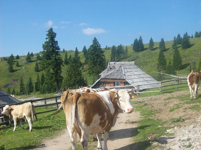 20100625 Velika planina - foto