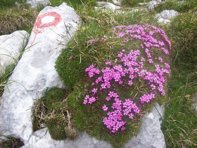 20100626 Grintovec - foto povečava