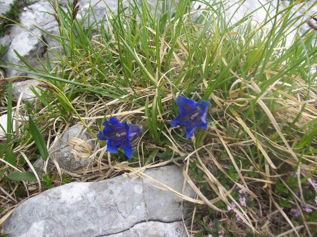 20100626 Grintovec - foto povečava