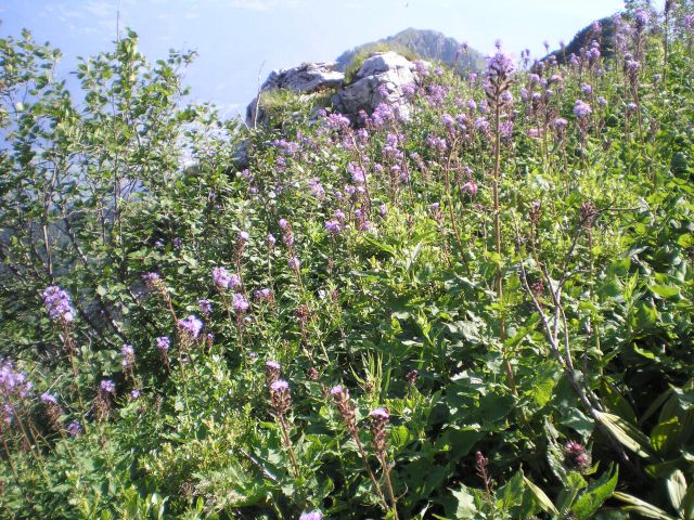 20100711 Bohinjske gore - foto