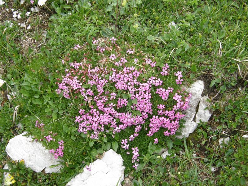 20100718 Javorniški rovt Struška Svečica - foto povečava