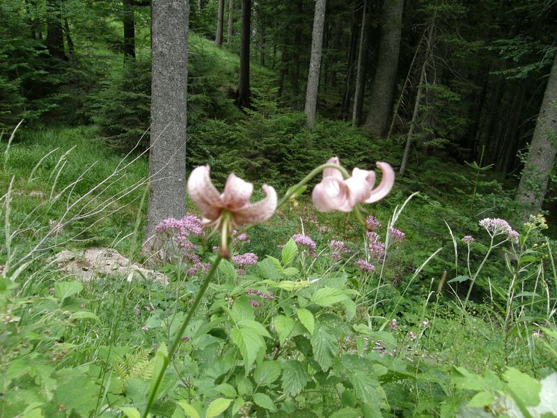 20100718 Javorniški rovt Struška Svečica - foto povečava