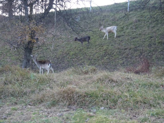 20101106 Smolnik-Šumik-Klopni-Lovrenc - foto