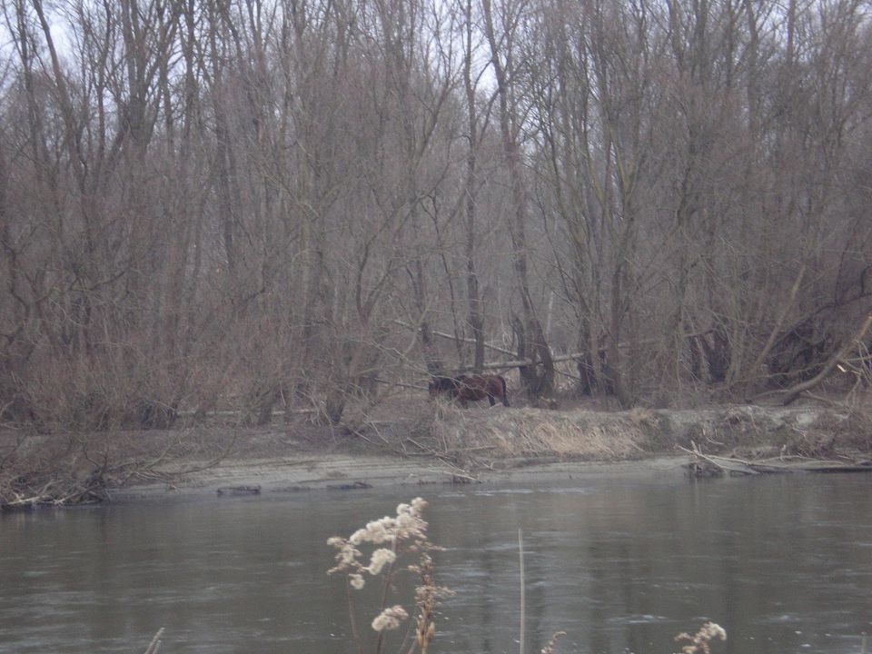 20110130 Mokrišča - foto povečava