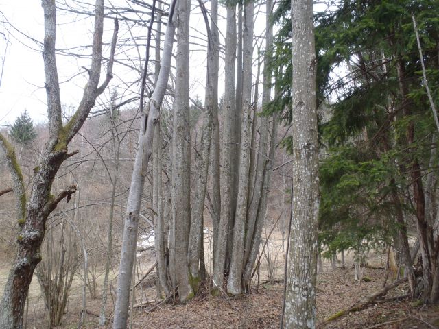 20110313 Trdinov,Mirna in Mala gora,Lavričeva - foto