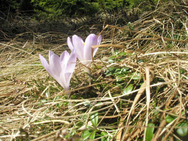 20110410 Vas Ojstrica-Košenjak - foto