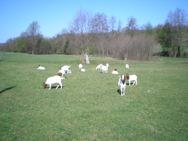 20110410 Z vlakom na Hodoš - foto