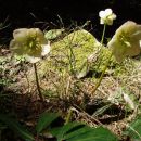 20110420 Velika planina