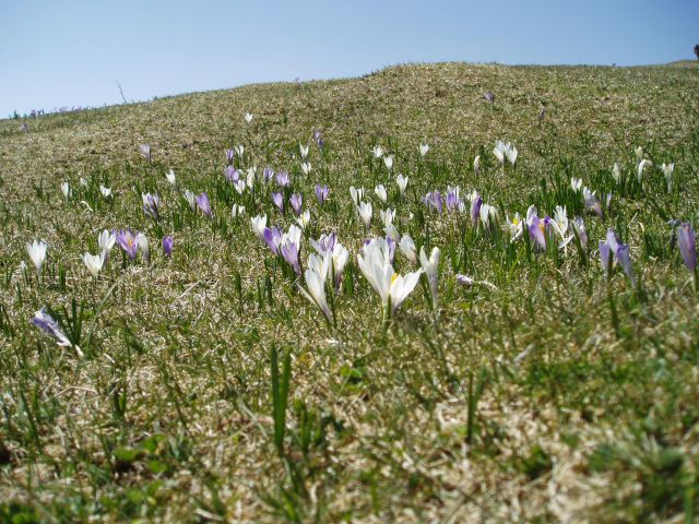 20110420 Velika planina - foto