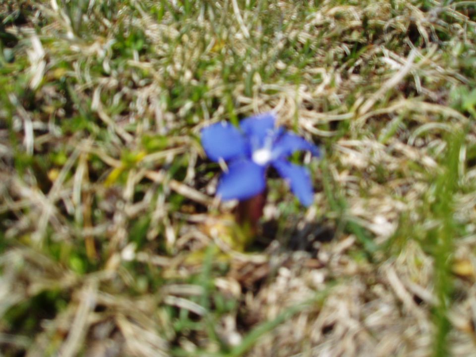 20110420 Velika planina - foto povečava