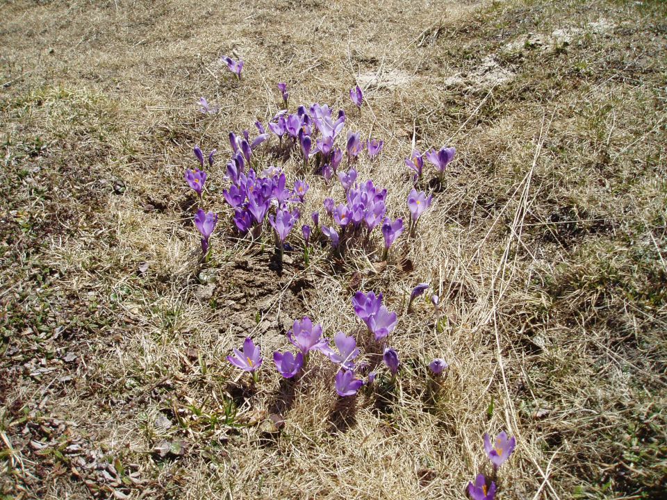 20110420 Velika planina - foto povečava