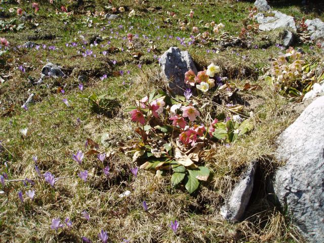 20110420 Velika planina - foto