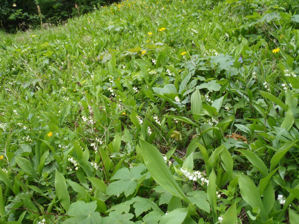 20110612 Klemenča,Škarje,Ojstrica,Korošica - foto povečava