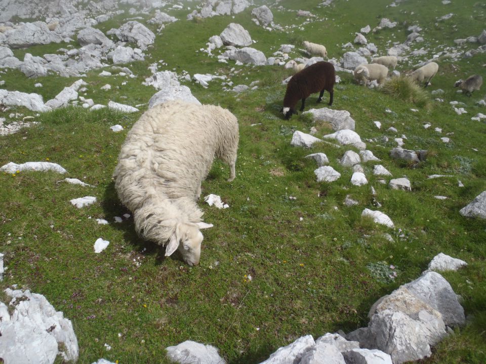 20110626 Drežnica,Krn,Batog.,Lužn.,Kuhinja - foto povečava