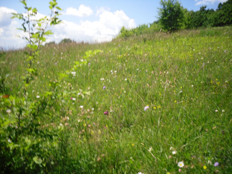 20110625 Kozara - foto povečava