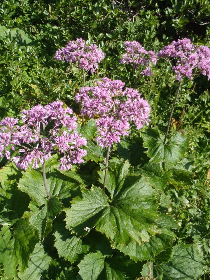 20110717 Zelenica,Celovška,Stol,Završnica - foto povečava