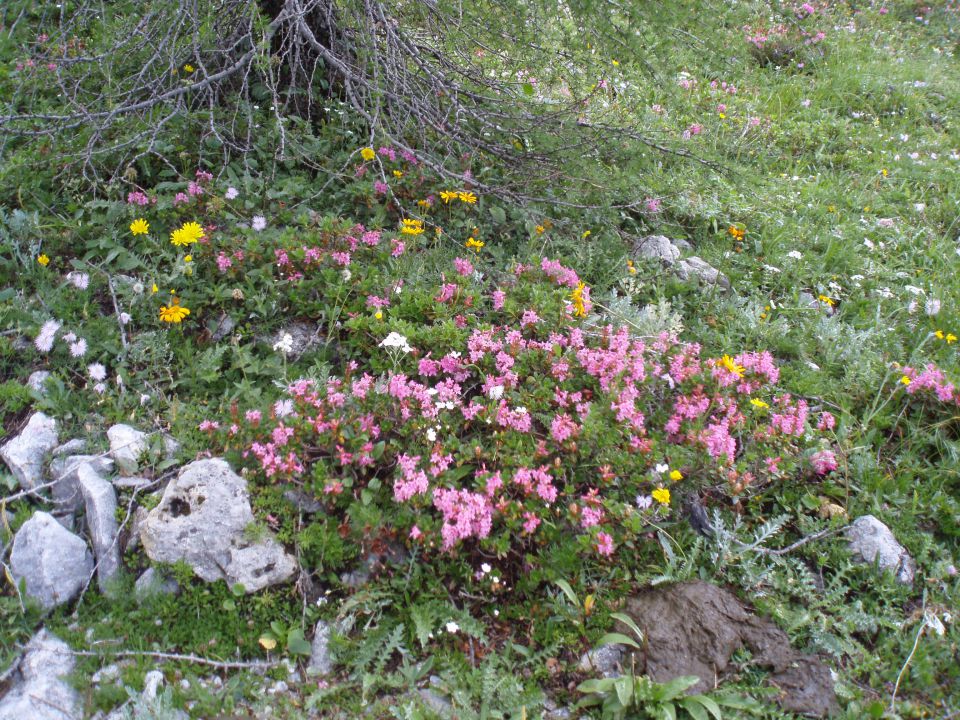 20110717 Kanjevec - foto povečava