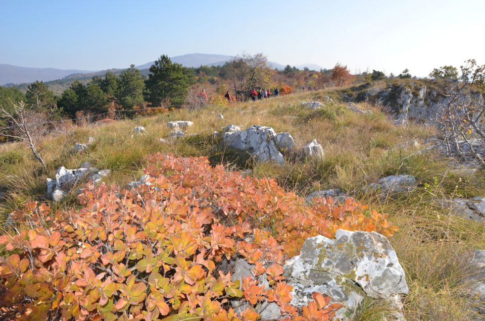 20111119 Po Primorski - foto povečava