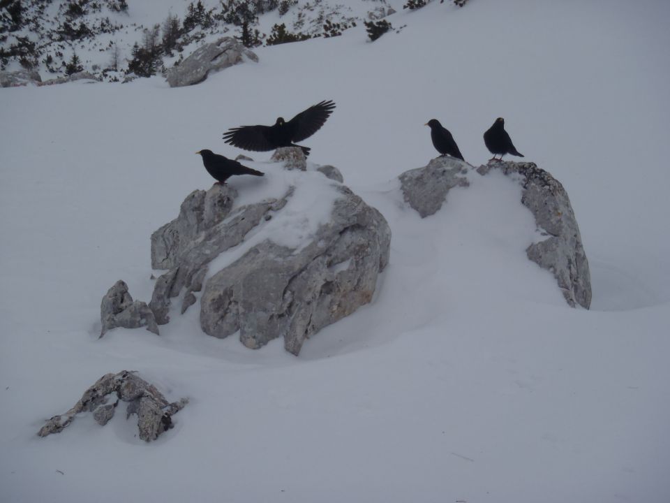 20111231 Debela peč,blejska,-silvestrovo - foto povečava