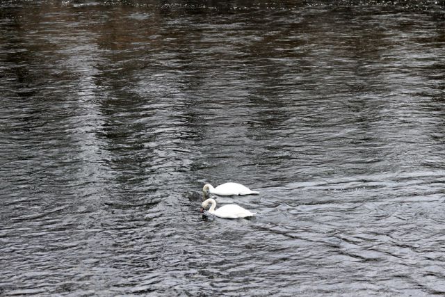 20120129 Mokrišča - foto