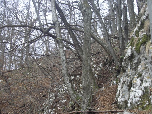 20120311 Po Konjiški gori - foto