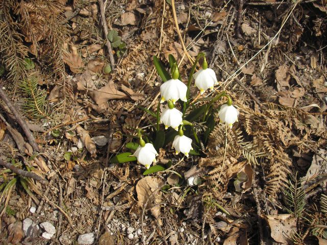 20120311 Po Konjiški gori - foto