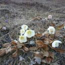 20120323 Mala, Velika in Gojška planina