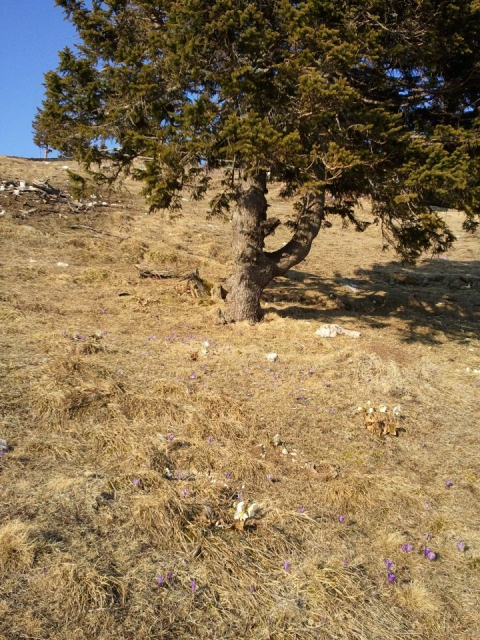 20120323 Mala, Velika in Gojška planina - foto