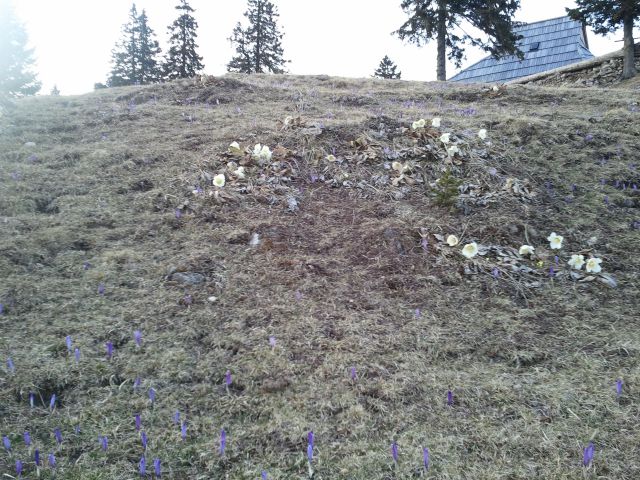 20120323 Mala, Velika in Gojška planina - foto