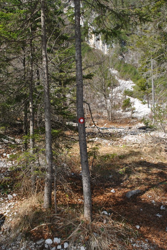 20120331 Tamar - OŠ - Bogojina - foto povečava